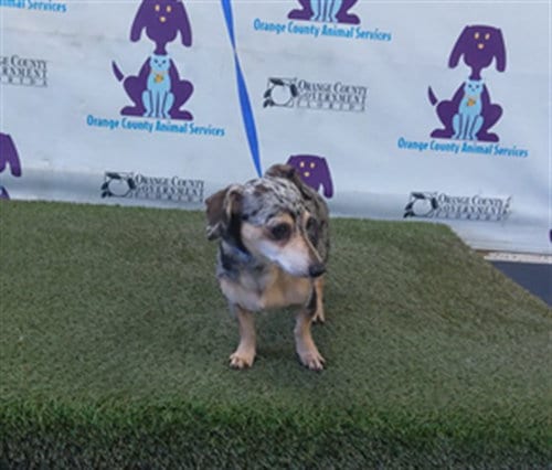 Photo of Little Slinky, adoptable Chihuahua in Orlando, Florida