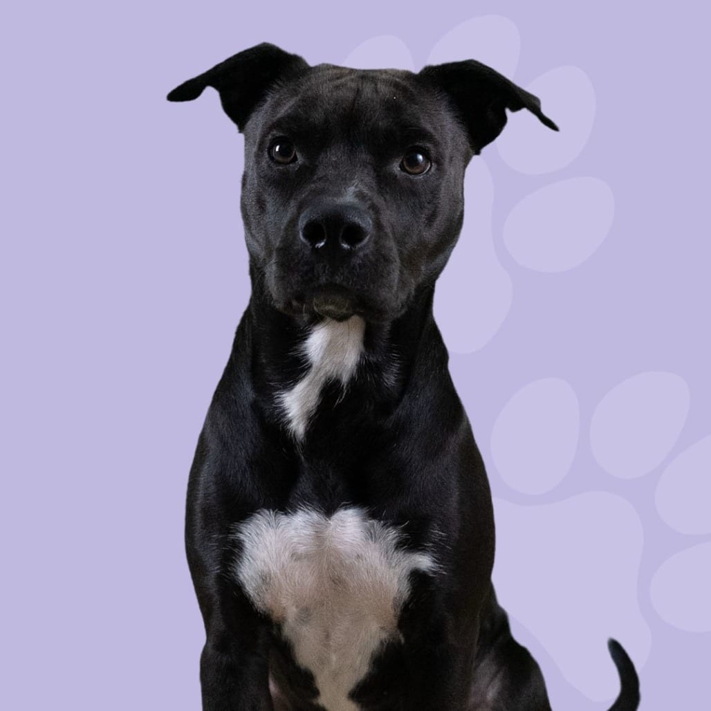 Photo of Cashmere, adoptable Mixed Breed (Medium)
