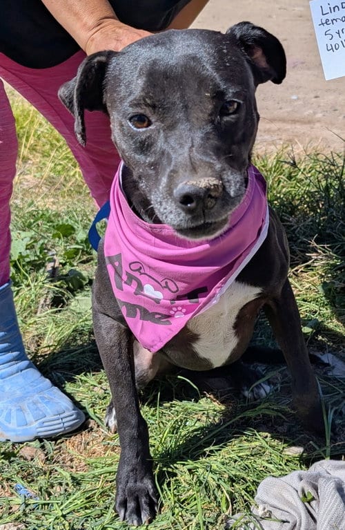 Photo of Lindy, adoptable Labrador Retriever in San Diego, California