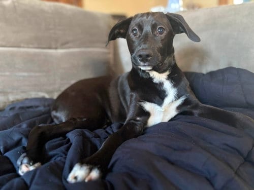 Photo of Arlo, adoptable Labrador Retriever in Berlin, New Jersey