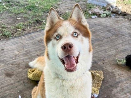 Photo of Robert, adoptable dog in Georgetown, Texas