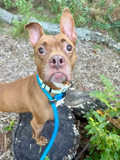 Photo of Izakaya, adoptable dog in Baltimore, Maryland