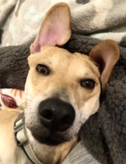 Photo of Sonny, adoptable Labrador Retriever in Houston, Texas