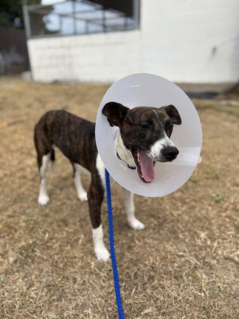 Photo of Rigatoni, adoptable Australian Shepherd in Killeen, Texas