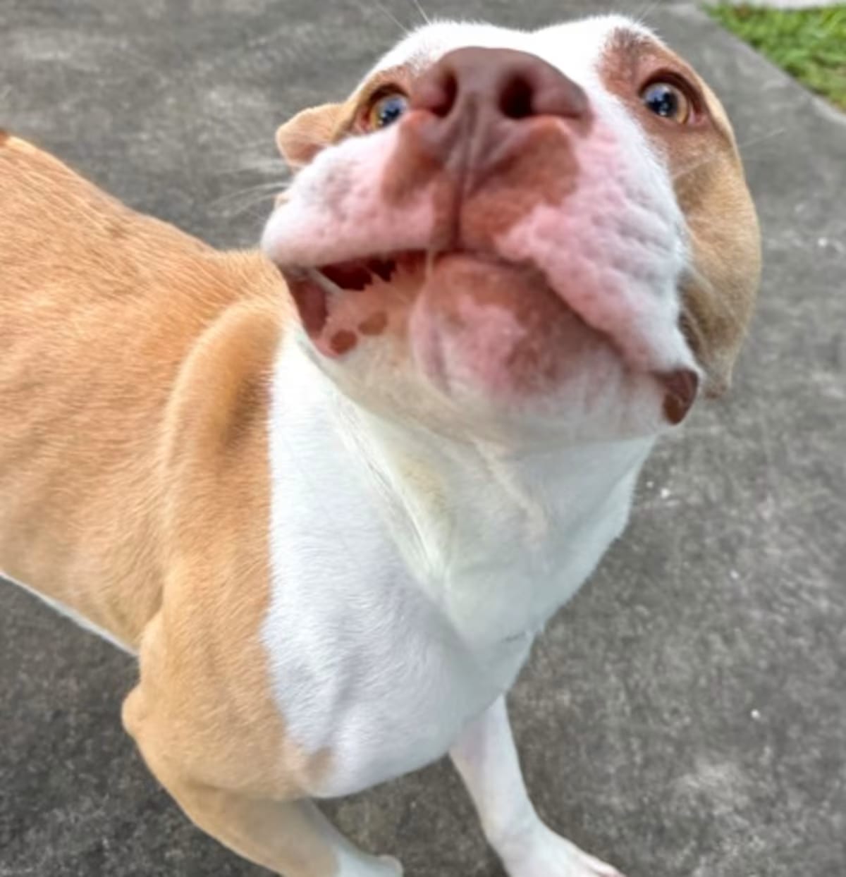 Photo of Winchester, adoptable American Pit Bull Terrier in New Orleans, Louisiana