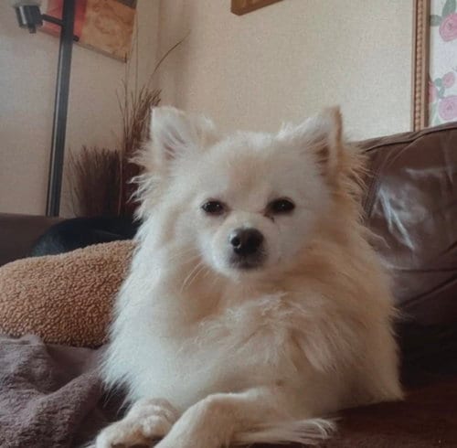 Photo of Sugie, adoptable Pomeranian in Agoura Hills, California