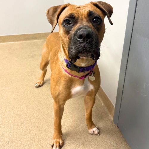 Photo of Mopsy, adoptable Boxer in Aurora, Colorado
