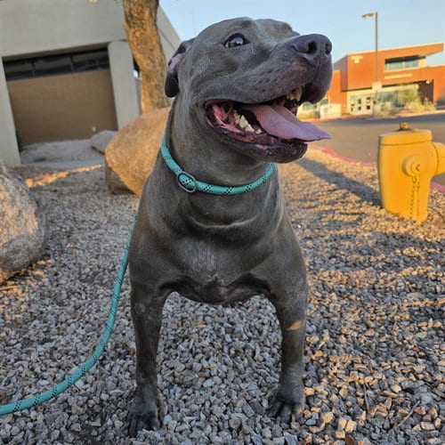 Photo of Esmeralda, adoptable American Pit Bull Terrier in Mesa, Arizona