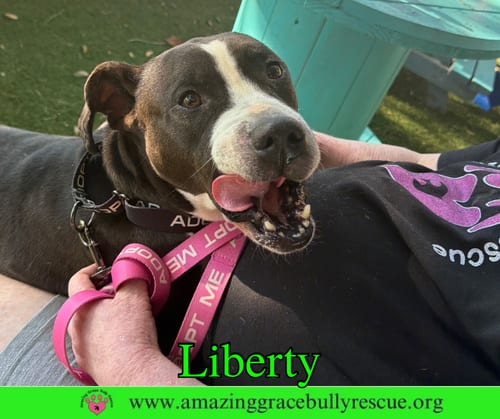 Photo of Liberty 3, adoptable Labrador Retriever in Milton, Florida