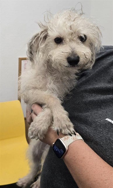 Photo of Roblox, adoptable Maltese in Mesa, Arizona