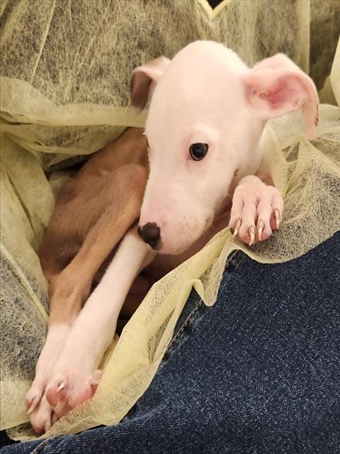 Photo of Wesley, adoptable Pit Bull Terrier in Pueblo, Colorado