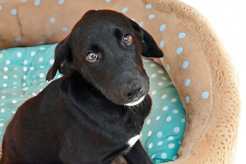 Photo of Billy, adoptable Weimaraner in Ft Lauderdale, Florida