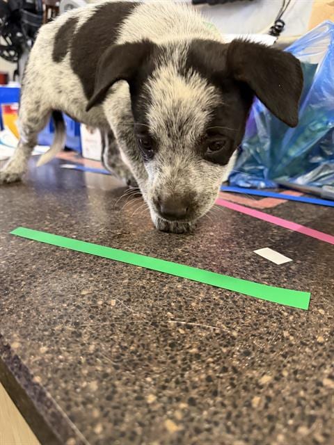Photo of Marble, adoptable Australian Cattle Dog/Blue Heeler in Camarillo, California