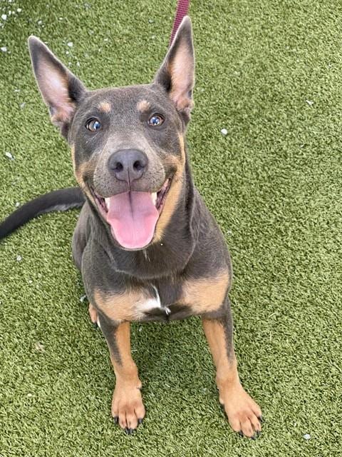 Photo of Nikita, adoptable Australian Kelpie in Fayetteville, North Carolina