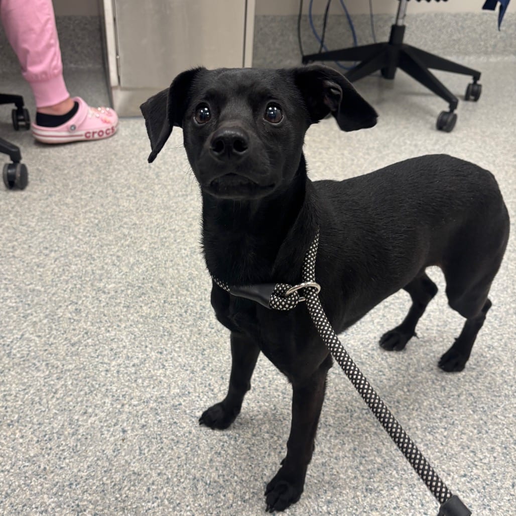 Photo of Otter, adoptable Chihuahua in Spartanburg, South Carolina