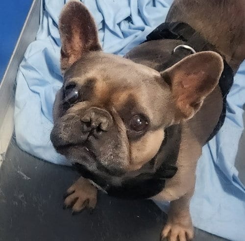 Photo of Paco, adoptable French Bulldog in Oakland Park, Florida