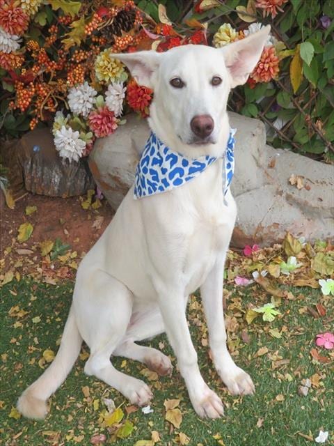 Photo of Vanilla, adoptable German Shepherd Dog in Oklahoma City, Oklahoma