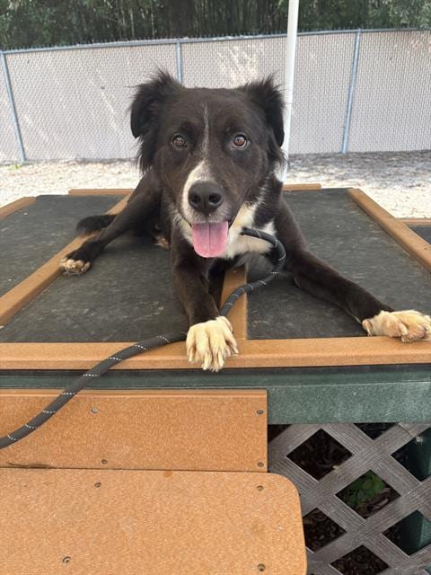 Photo of Aladdin, adoptable Labrador Retriever in Palmetto, Florida