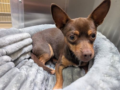 Photo of Saul, adoptable Chihuahua in Denver, Colorado