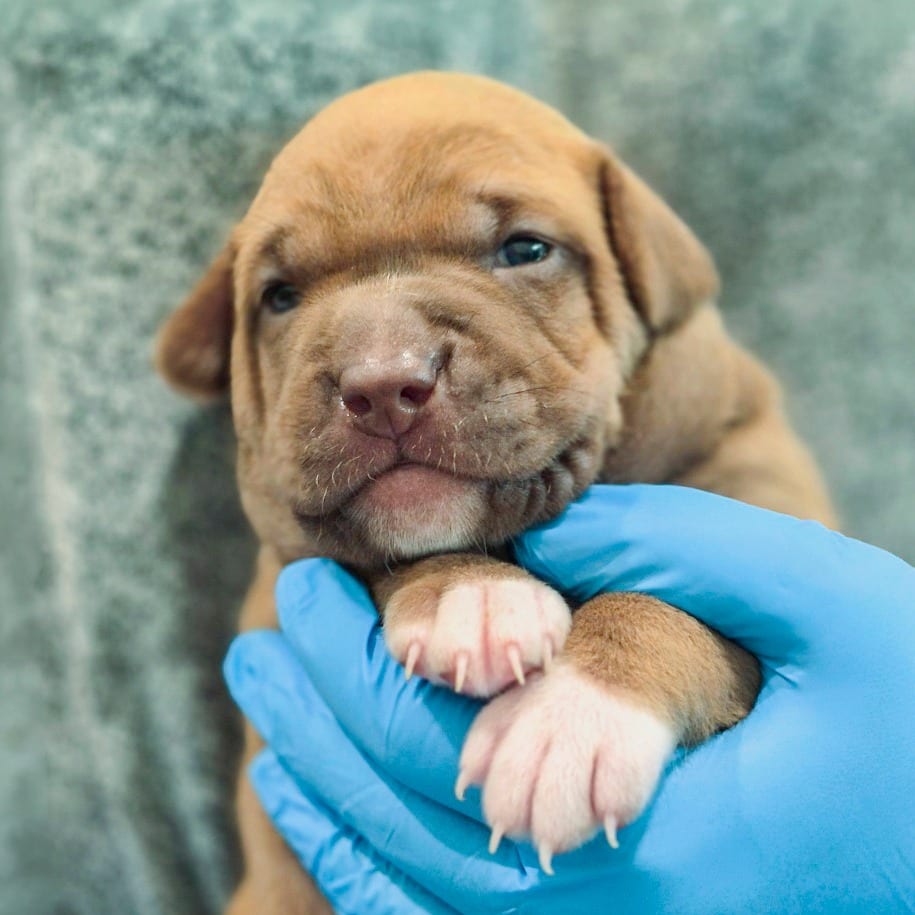 Photo of Krona, adoptable Hound / Mix in Chapel Hill, North Carolina
