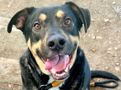 Photo of Seymore, adoptable dog in Georgetown, Texas