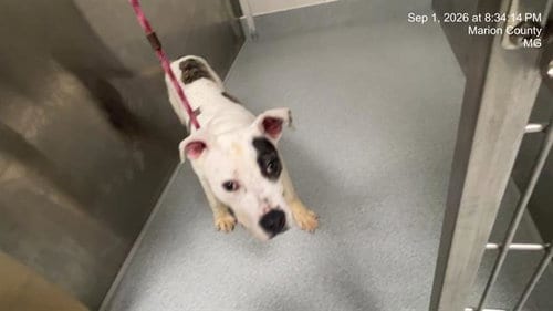Photo of Wade, adoptable American Pit Bull Terrier in Ocala, Florida