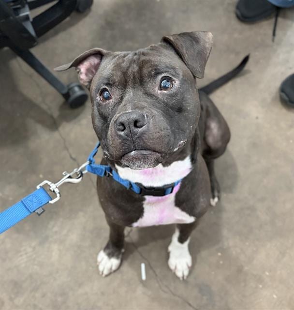Photo of Stash, adoptable Mixed Breed
