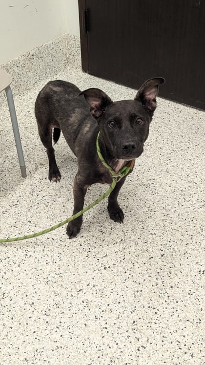 Photo of Marley, adoptable dog in Atlanta, Georgia