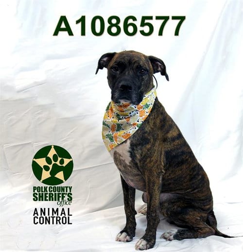 Photo of Arthur, adoptable Bulldog in Winter Haven, Florida