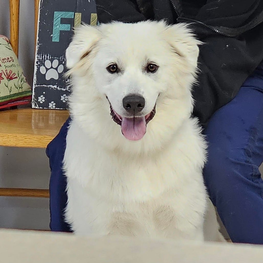 Photo of Winter aka Winnie, adoptable Pyrenees, Great