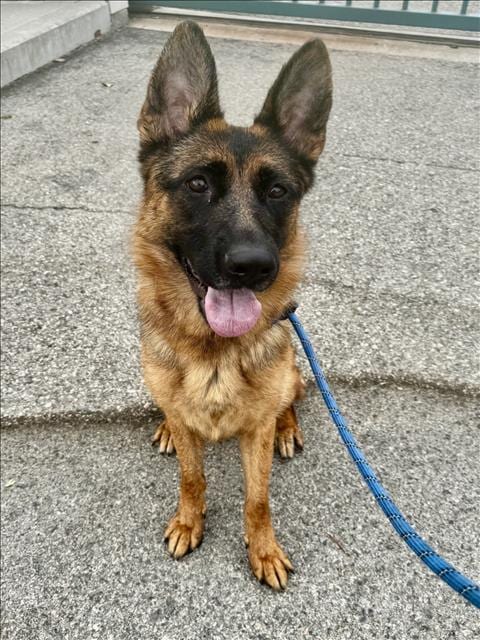 Photo of Ava, adoptable German Shepherd Dog in Chatsworth, California