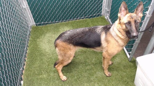 Photo of Juno, adoptable German Shepherd Dog in Downey, California