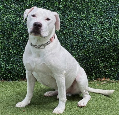 Photo of Zeus, adoptable Pit Bull Terrier in Naples, Florida