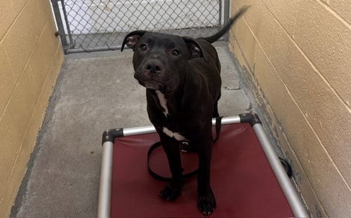 Photo of Max, adoptable Pit Bull Terrier in Fairfield, California
