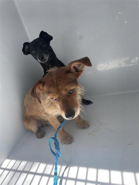 Photo of A661591, adoptable Dachshund in Houston, Texas