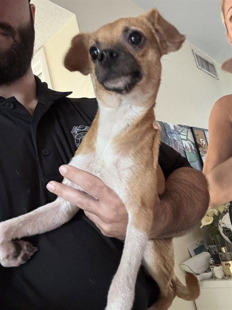 Photo of Henry, adoptable Chihuahua in Miami, Florida
