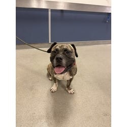 Photo of Vivo, adoptable American Bulldog in Doral, Florida