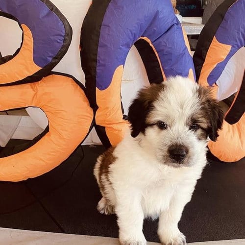 Photo of Monster's Inc Pup - Boo, adoptable Great Pyrenees in San Diego, California