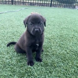 Photo of Hershey, adoptable Labrador Retriever Mixed Breed (Medium) in Denver, Colorado
