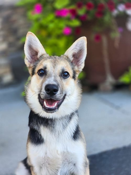 Photo of Ziggity, adoptable German Shepherd Dog in Sandy, Utah