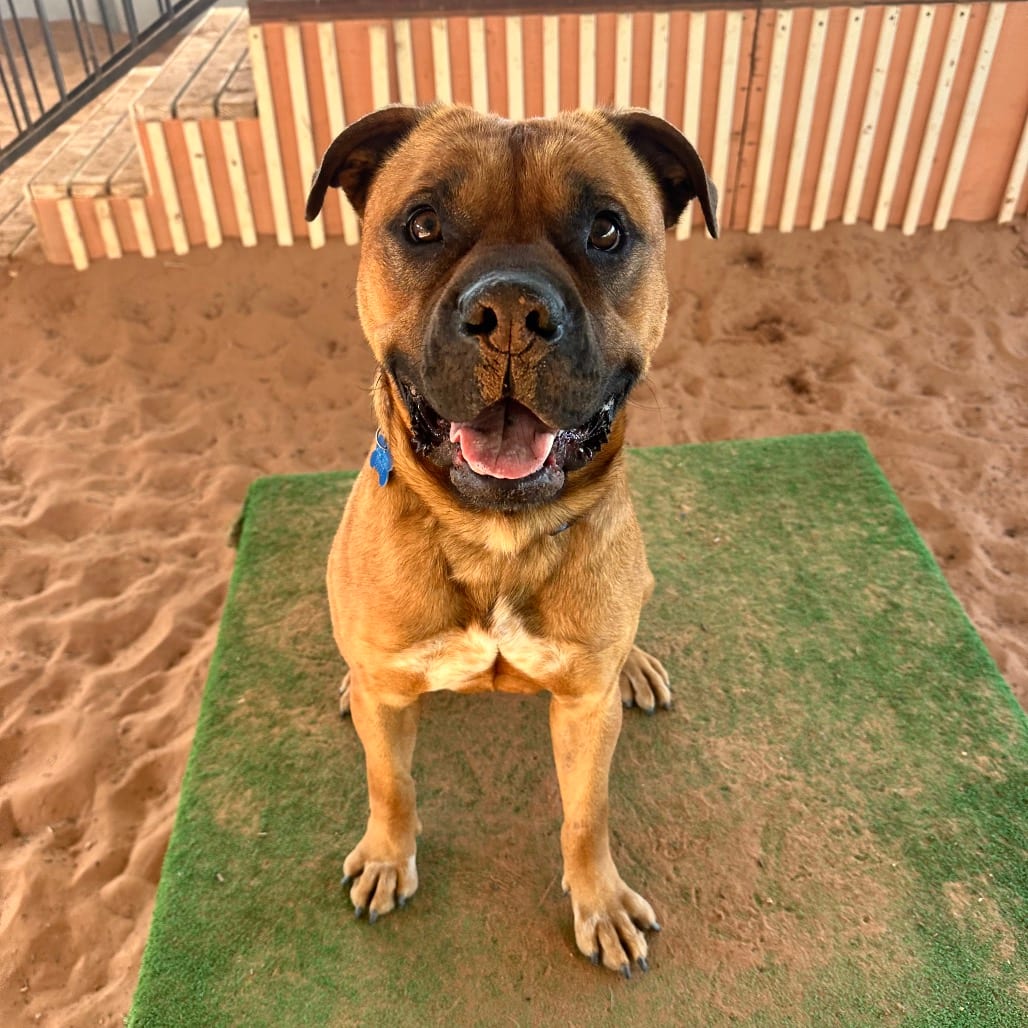 Photo of Rockhopper, adoptable Boxer / Terrier, American Pit Bull in Kanab, Utah