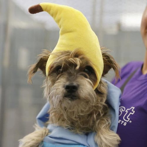 Photo of Sumo, adoptable Yorkshire Terrier Yorkie in San Antonio, Texas