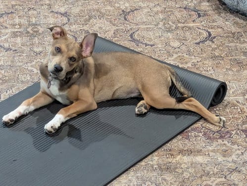 Photo of Macey, adoptable Mountain Cur in Nashville, Tennessee