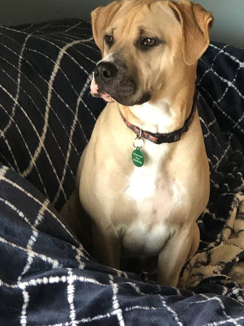 Photo of Sandy, adoptable Labrador Retriever in Genesee, Wisconsin