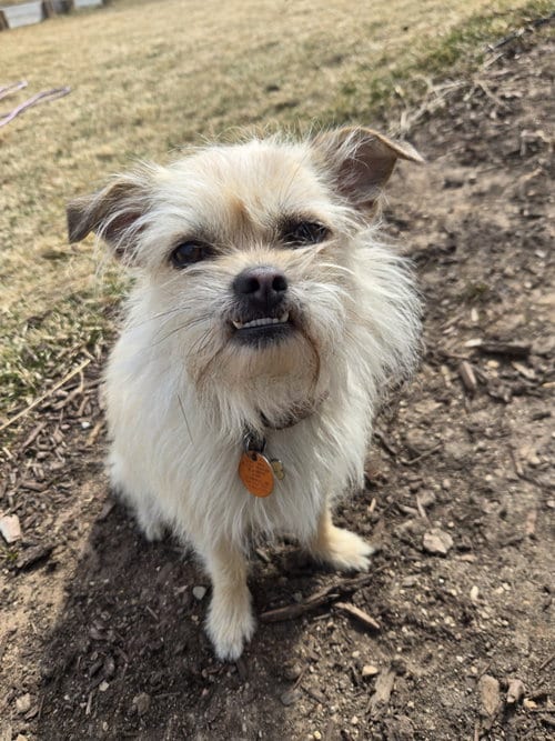 Photo of Hazel, adoptable Bichon Frise in Grafton, Wisconsin