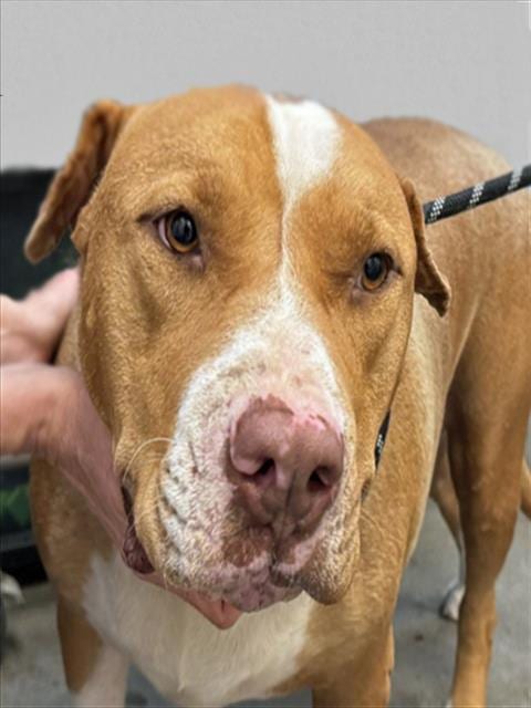 Photo of Kilo, adoptable dog