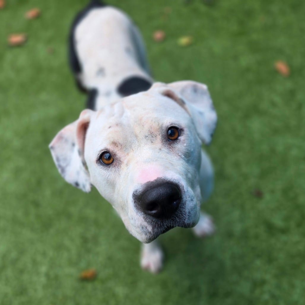 Photo of Jeanne, adoptable Terrier, Pit Bull in Greensboro, North Carolina