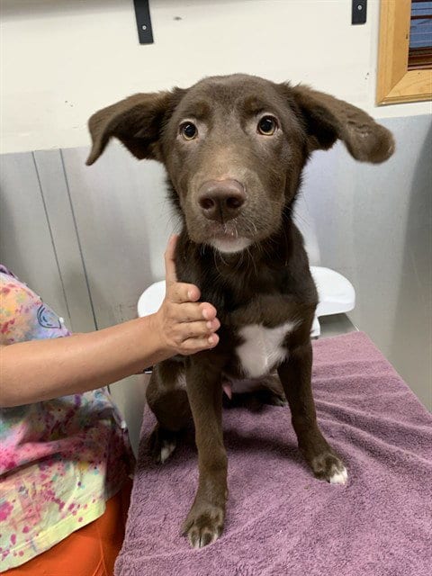 Photo of Clint, adoptable Labrador Retriever in Fairbanks, Alaska