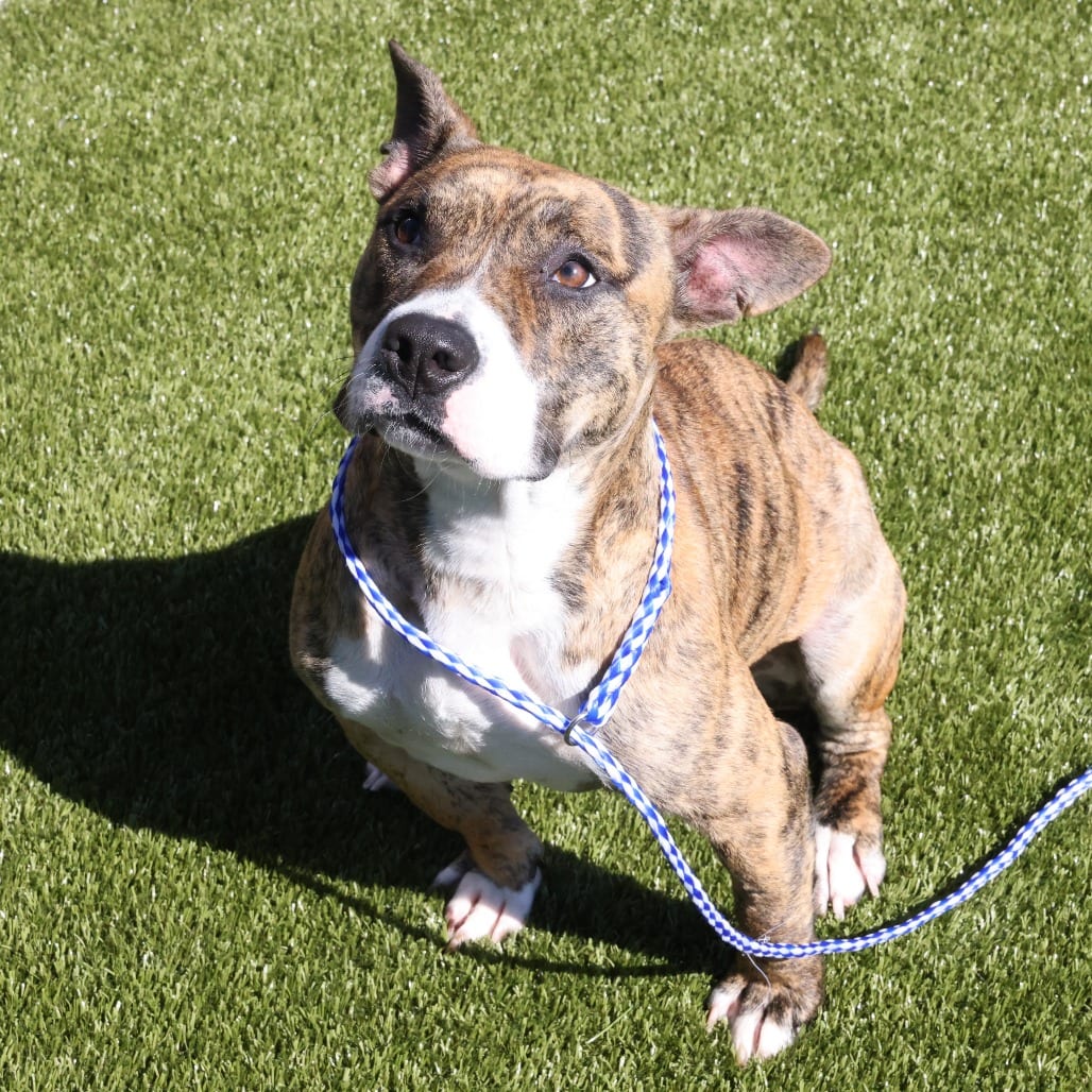 Photo of Fable, adoptable Terrier, American Staffordshire / Mix in Spartanburg, South Carolina
