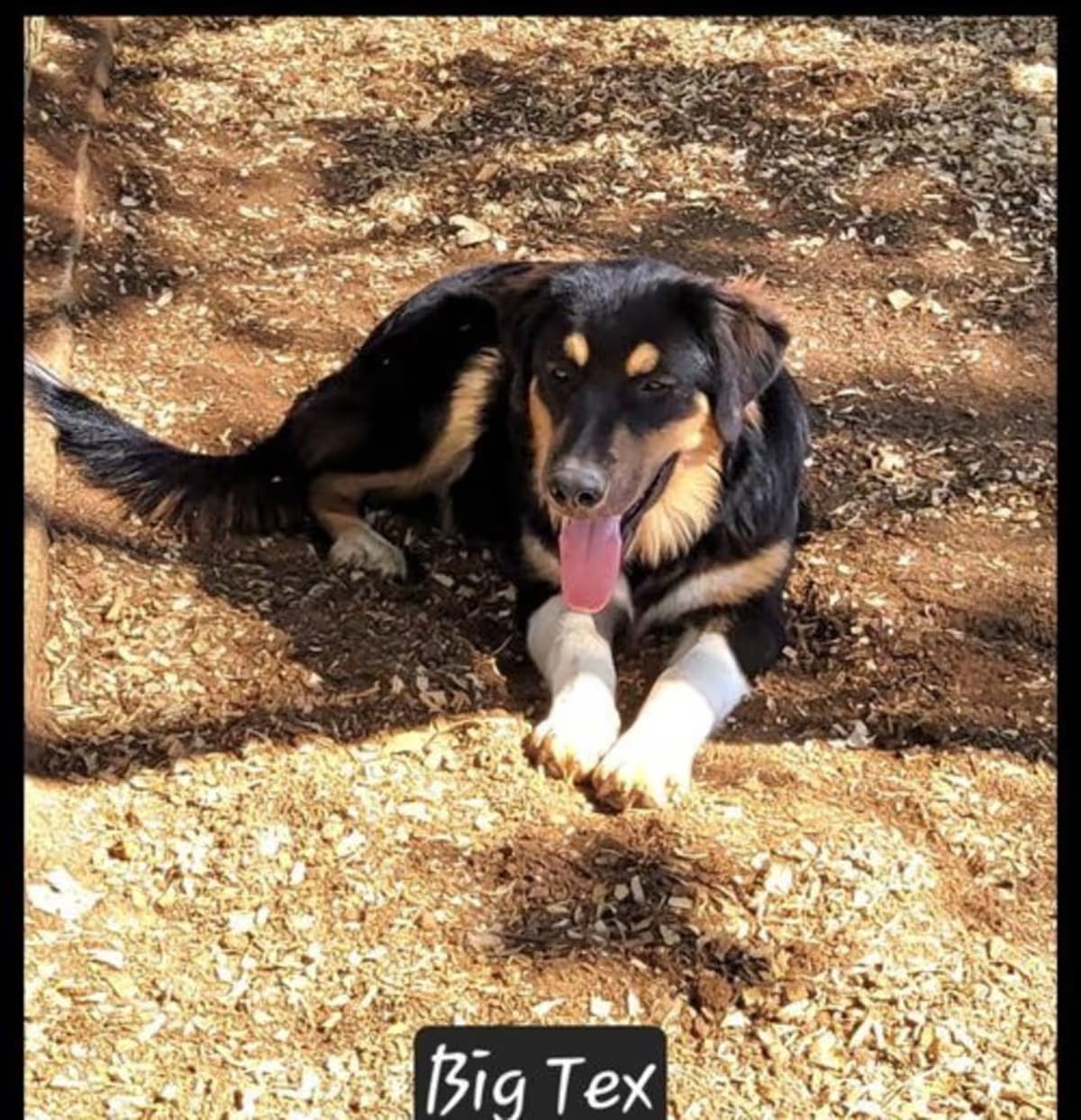 Photo of Big Tex, adoptable Australian Shepherd/Great Pyrenees in Granbury, Texas
